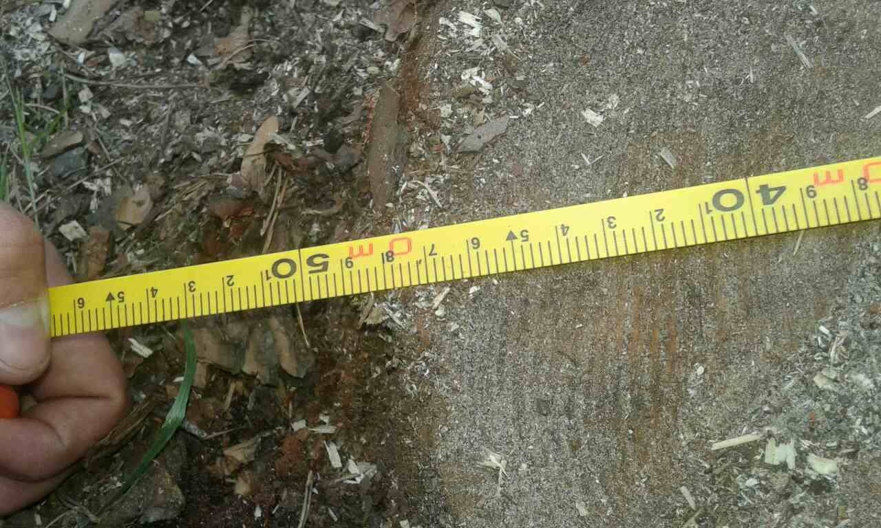 Незаконну порубку дерев виявили у Канівському районі