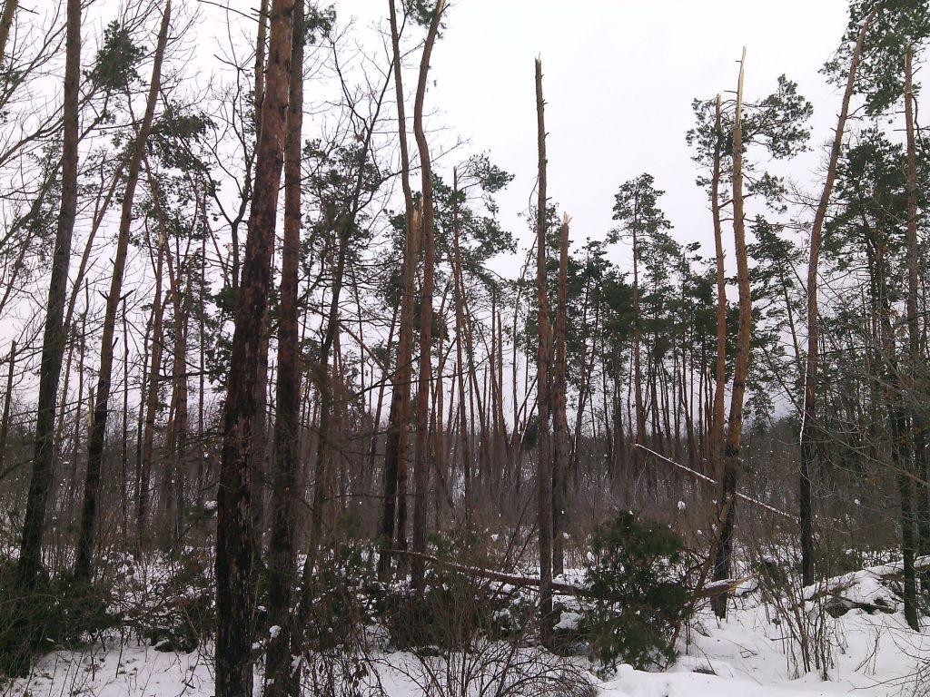 У Смілянському лісгоспі сніголам пошкодив ліси на площі 350 га