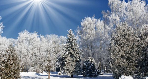 Морозну погоду на Черкащині прогнозують на весь тиждень