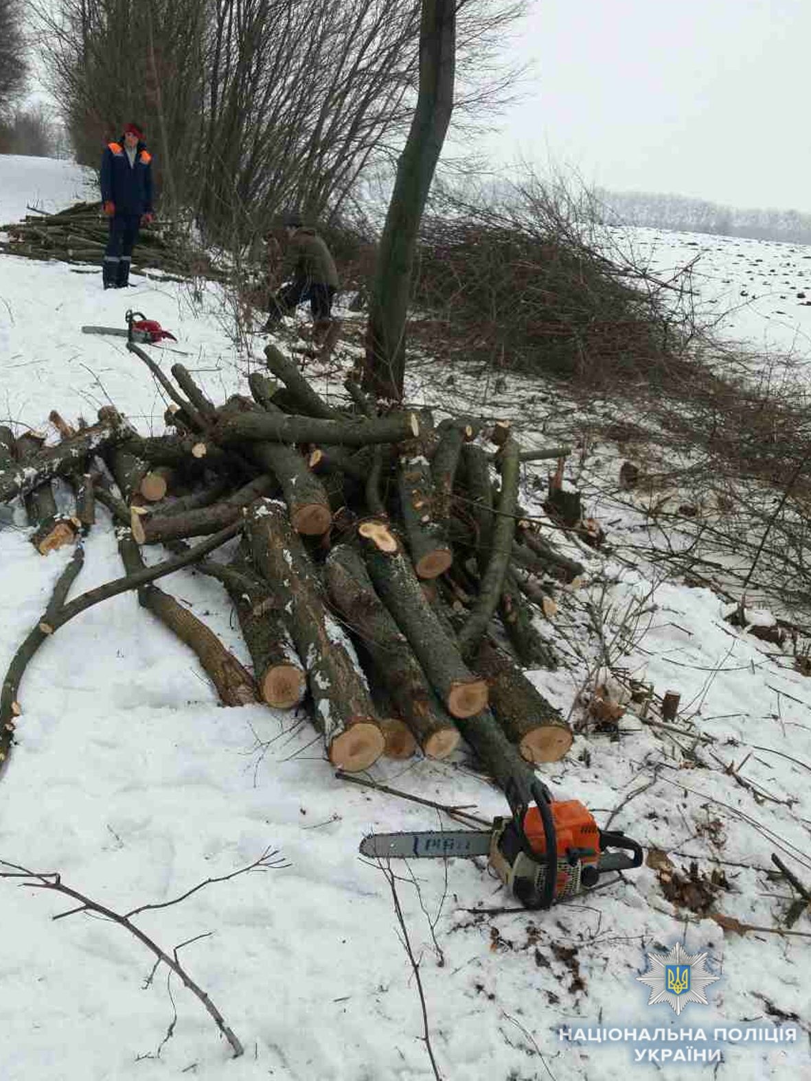 Незаконну вирубку дерев зупинили на Христинівщині