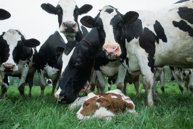 Уряд надаватиме дотації за утримання корів та молодняку