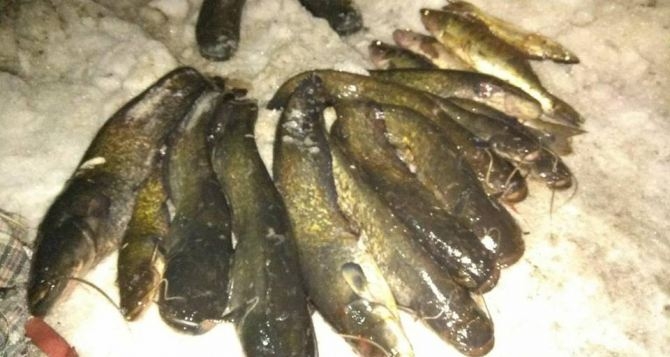 Біля Кременчуцького водосховища затримали браконьєра з 12 сомами