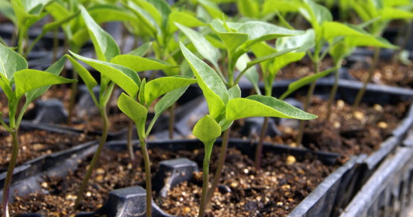 Секрети вирощування здорової розсади