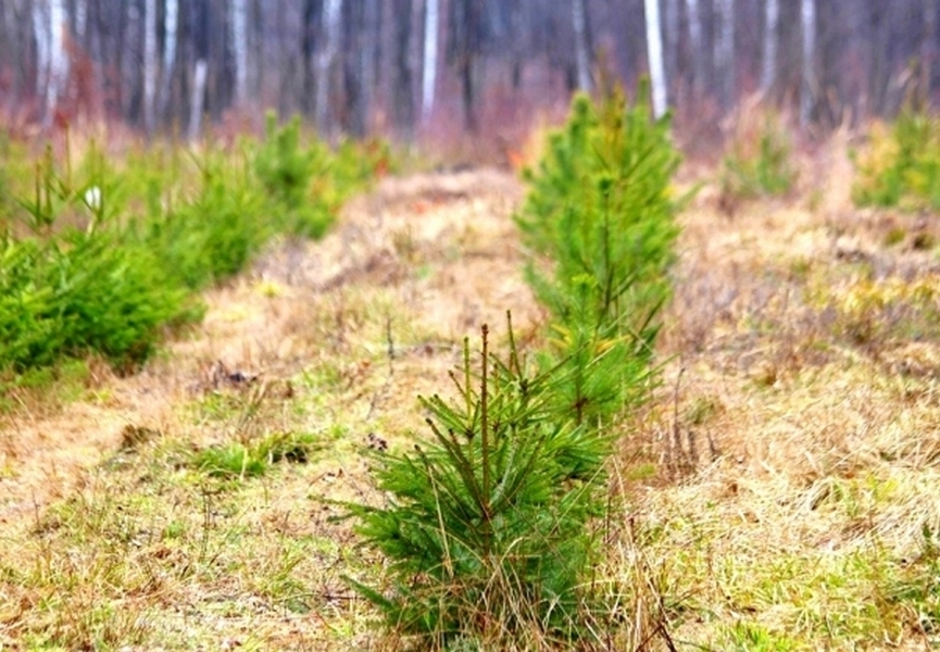 Цьогоріч лісівники Черкащини відтворять 1 245 гектарів лісів