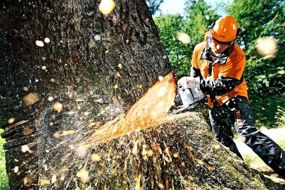 Черкаські екологи не погодили видалення 56 дерев