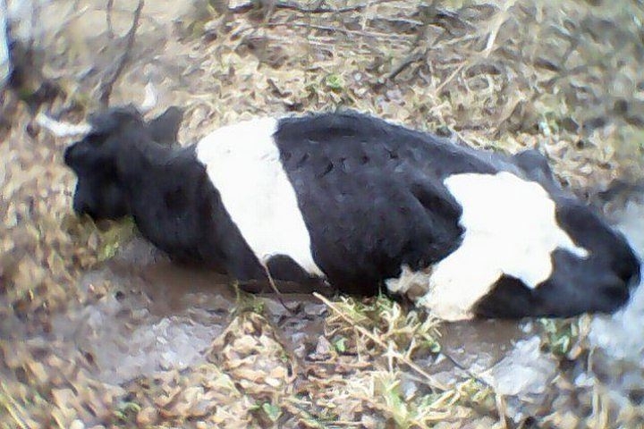 На Чорнобаївщині рятувальники витягли корову з пастки