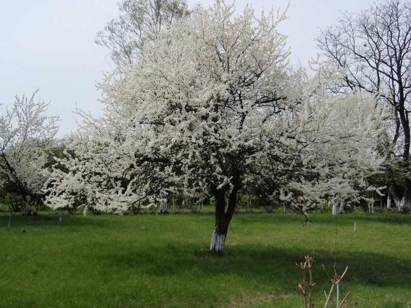 На Черкащині скоро зацвітуть дерева