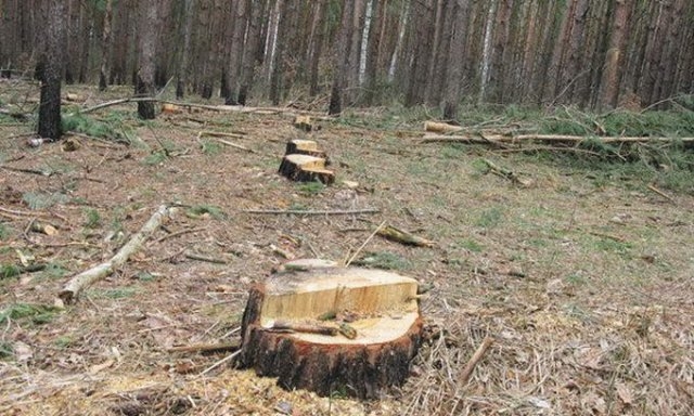 У Чорнобаї незаконно зрізали майже півсотні дерев