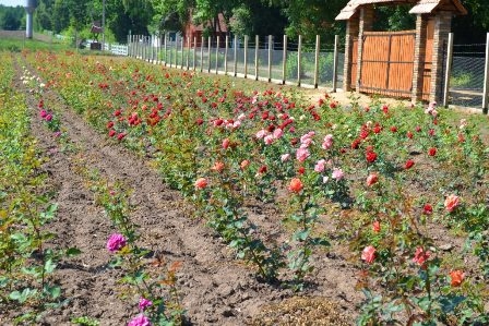 100 сортів троянд продають у лісництві на Звенигородщині