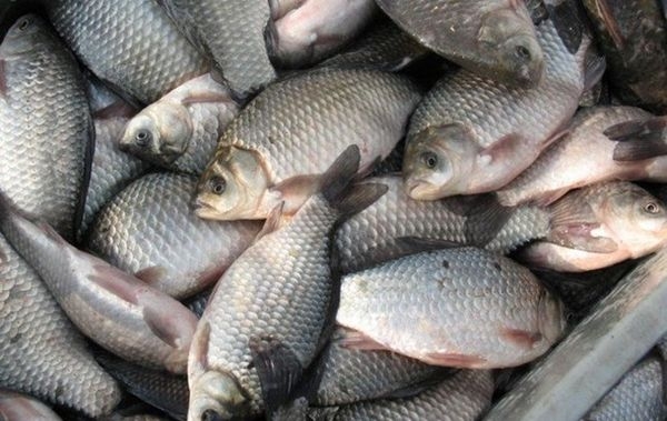 На Черкащині відновлюють рибні запаси