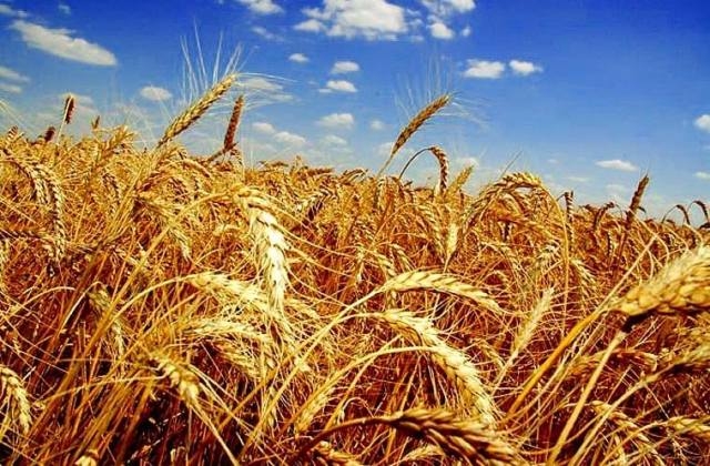 Черкаські синоптики прогнозують гарний урожай зернових