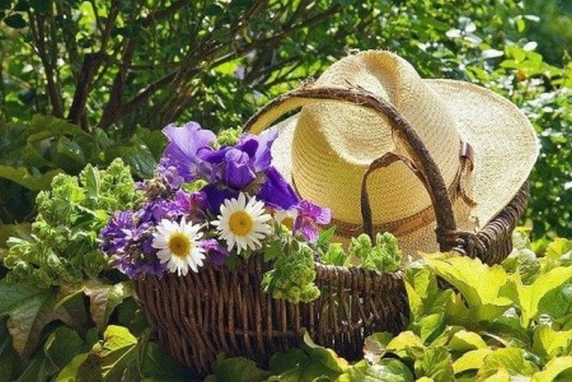 Поради садівникам на початок літа
