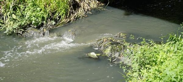 На Черкащині забруднені дві річки