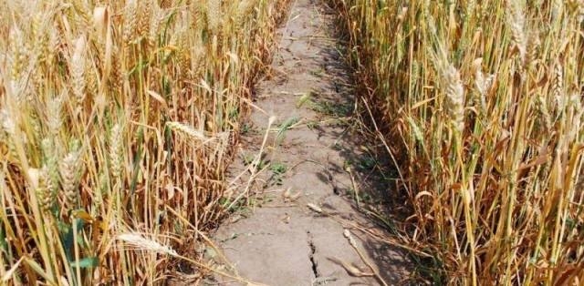 Синоптики повідомляють, що на Черкащині розпочалася ґрунтова засуха