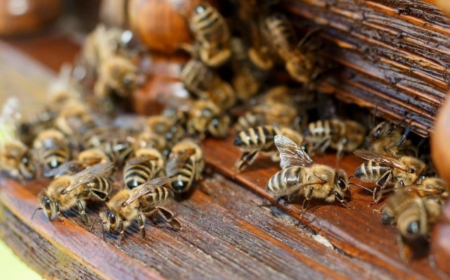 Чому у Катеринополі масово гинуть бджоли?