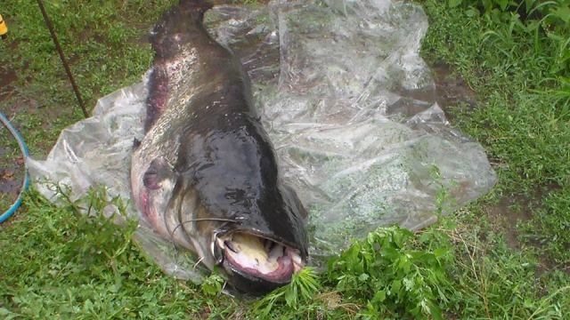 Двохметрову рибину виловив у Черкасах місцевий рибалка