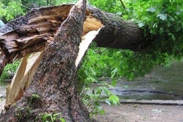 На Драбівщині чоловіка придавило деревом насмерть