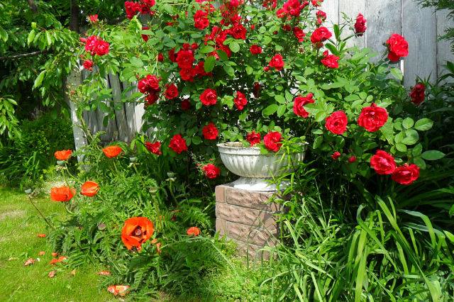 Троянд боятися – сад не садити
