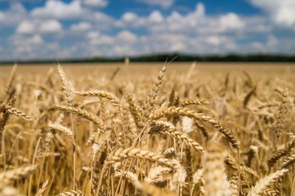 Понад 170 тисяч тонн зерна намолотили аграрії на Черкащині