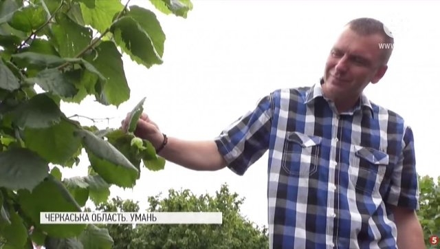 На Черкащині можуть вирубати унікальний фундуковий сад
