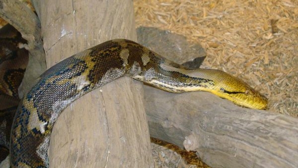 У Черкаському зоопарку з\’явилася нова змія
