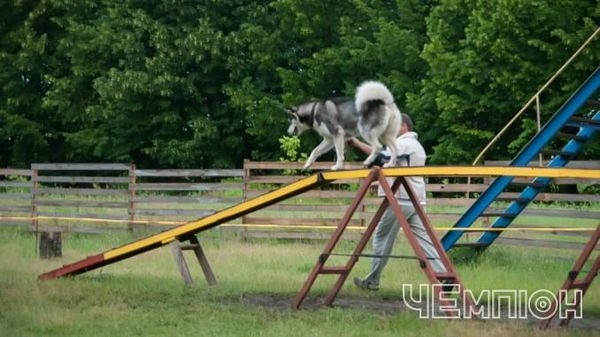 У Черкасах відбудеться чемпіонат України зі спорту з собаками