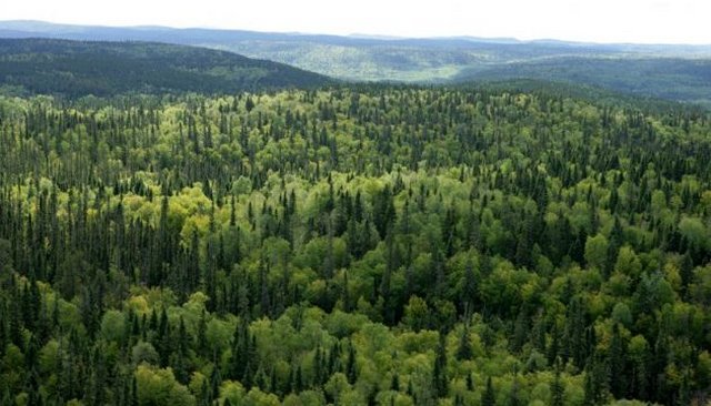 На Черкащині – понад 330 тис. га лісових земіль