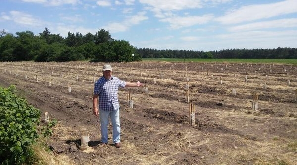 Фермер з Черкащини заклав першу в регіоні плантацію ківі