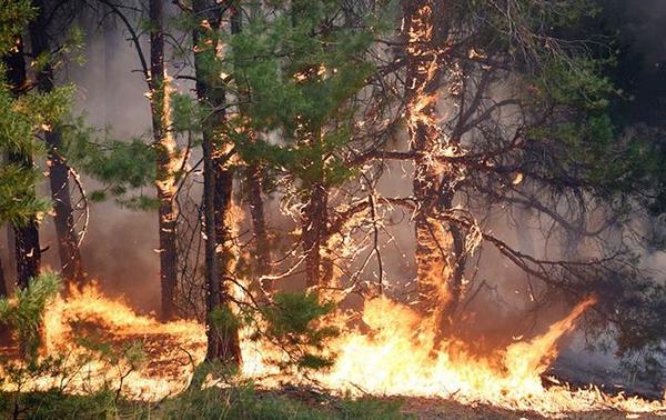 На Черкащині утримується 5 клас пожежної небезпеки