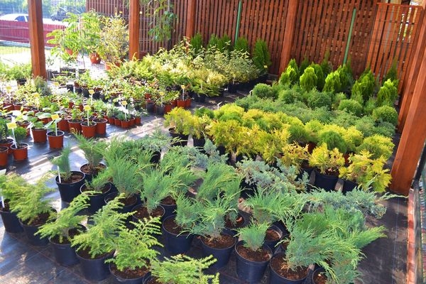У черкаських лісгоспах виростили понад 100 видів декоративних рослин