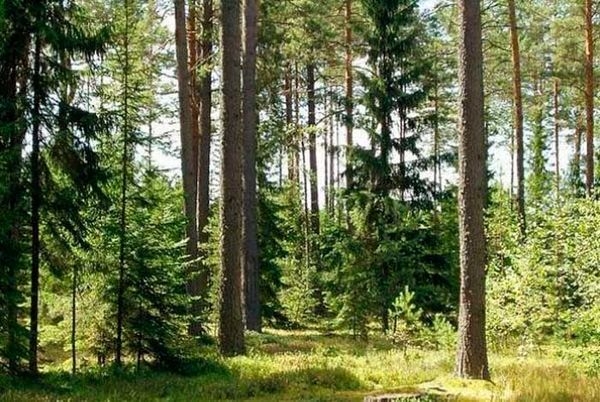На Черкащині повернули лісову ділянку вартістю понад 11 млн грн