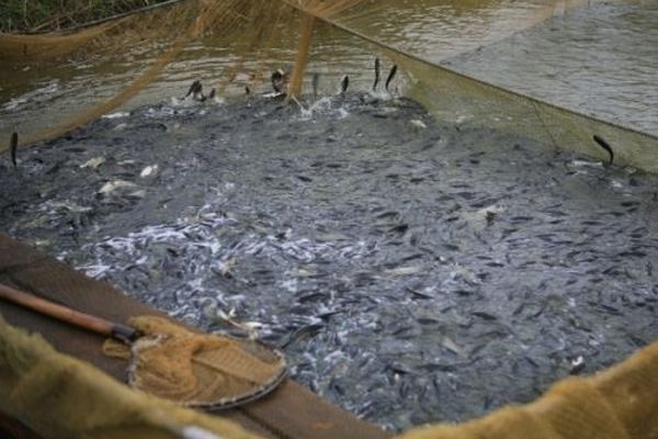 Понад 1,5 млн мальків риби випустили до водойм на Черкащині