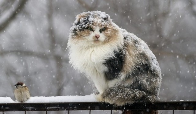 На Черкащині прогнозують мокрий сніг