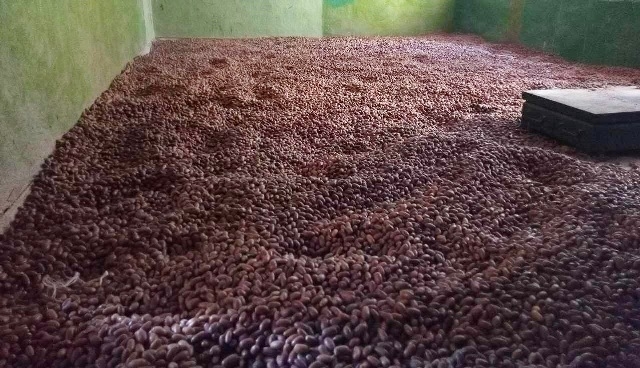 Рекордний урожай жолудів заготовили у Кам\’янському лісгоспі