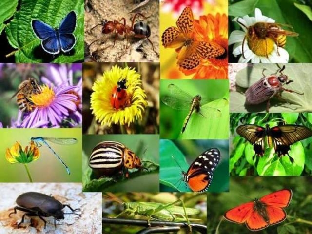 Інтерактивна екскурсія: «Знайомі незнайомці» (З життя комах)