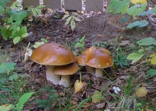 Вирощуємо лісові гриби на присадибній ділянці