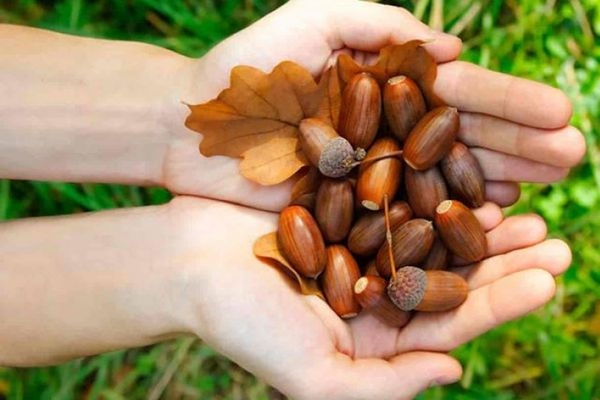 На Черкащині вже заготовили понад 70 тонн лісового насіння