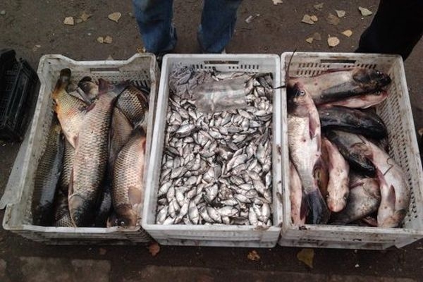 Три випадки незаконного продажу риби цього тижня на Черкащині