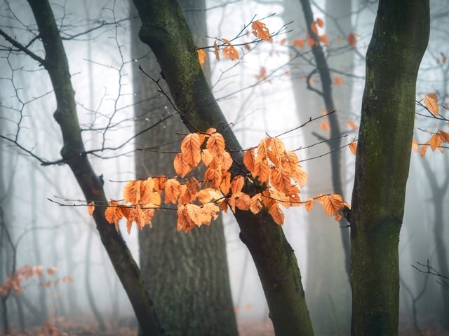 На Черкащині туманні ранки і сонячні дні