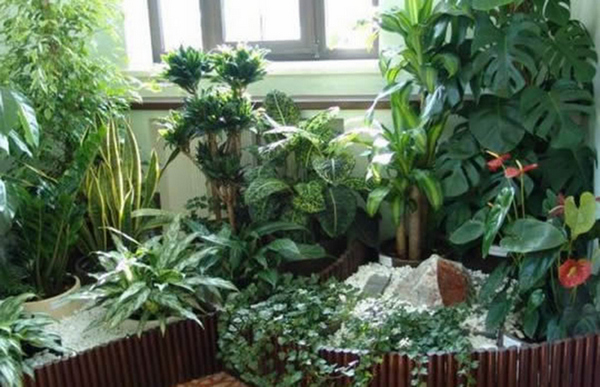 Кімнатні рослини, що приносять реальну користь