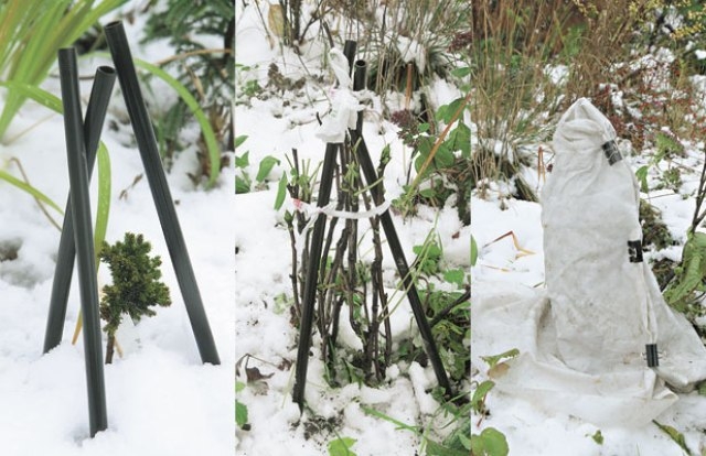 Як відбуватиметься зимівля рослин на Черкащині (ПРОГНОЗ СИНОПТИКА)