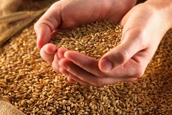 На Черкащині більше зерна, ніж торік (СТАТИСТИКА)