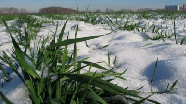 Від морозів на Черкащині озимину захистив сніговий покрив