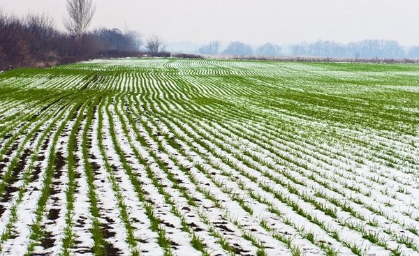 На Черкащині посіви озимих збільшили агропідприємства 10 районів