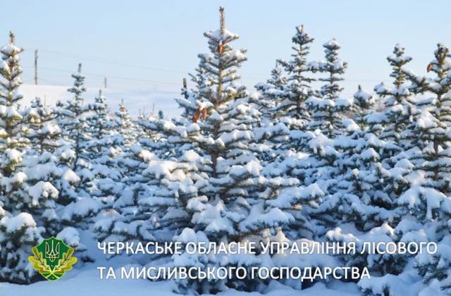 Майже 20 тисяч новорічних ялинок реалізували лісівники на Черкащині