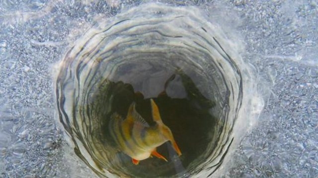 20 січня у Чорнобаї рятуватимуть рибу від задухи