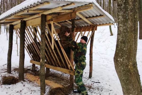 Корсунь-Шевченківські лісівники підгодовують диких звірів