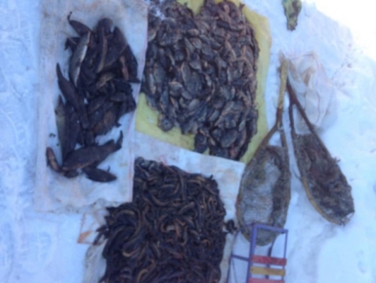 На Черкащині порушники впіймали 112 кг риби