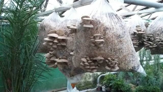 На Звенигородщині збирають гриби навіть взимку (ФОТО)