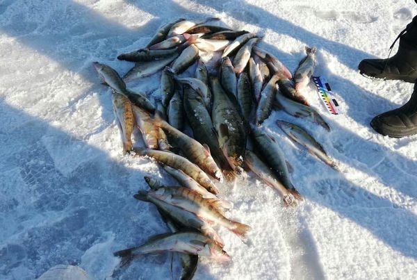 Рибному господарству завдали збитків на майже 38 тисяч гривень